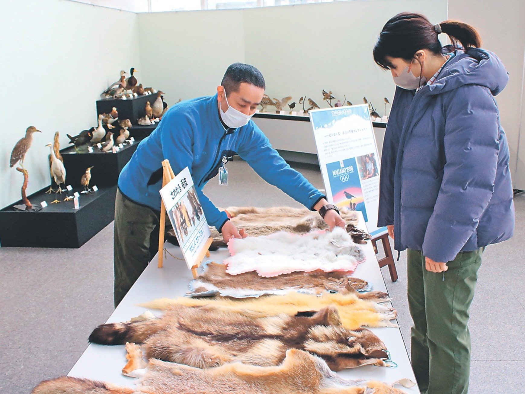 富山の野鳥、剥製で紹介 立山砂防博物館で展示、剥製師の長谷川さん