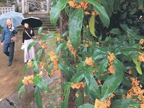 坂の町に秋の香り 富山・八尾の諏訪神社でキンモクセイ見頃