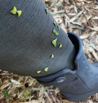 （88）草むらで出合う三角形の「ひっつき虫」　正式名称は…まさかのドロボー由来！？【やちやちが行く！！】