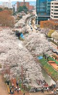 とやまの桜２０２５<br />桜満開　富山・松川べりにぎわう