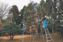 進む冬支度　富山・内山邸で雪つり