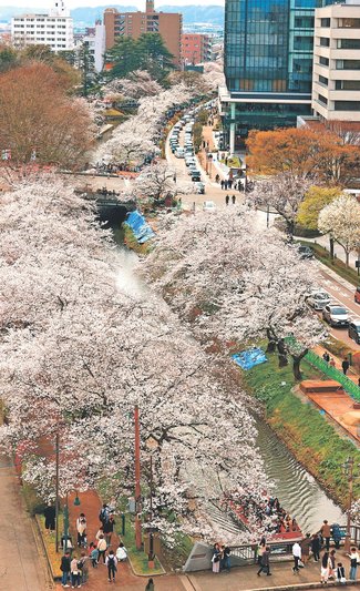 とやまの桜２０２５<br />桜満開　富山・松川べりにぎわう
