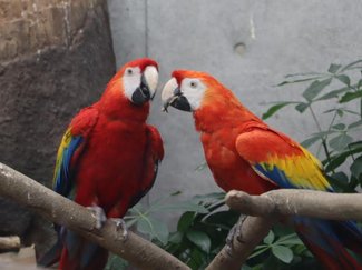 ニャオと鳴くインコ、片足で寝る水鳥も！ ファミリーパークの新施設、熱帯鳥類館「バードピア」を楽しむ観察ポイント