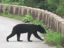 クマが来る＜上＞出没常態化<br />人恐れずに住宅地へ／専門家「対策 一つでも多く」