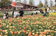 多彩な品種のチューリップが並ぶ花壇を眺める来場者＝砺波チューリップ公園