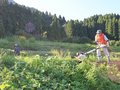 棚田保全の輪広がれ　南砺・志観寺地区で応援隊結成、参加者１３人が草刈りに汗