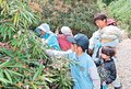 シャクナゲの花がら摘み　南砺・土山御坊跡で住民ら