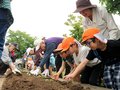 サツマイモ大きくなーれ　富山・聖マリア保育園児、思い込めながら苗植え