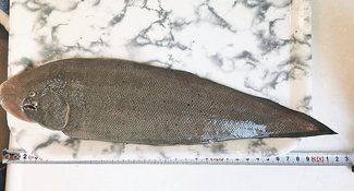 釣果はいけん<br />クロウシノシタ体長３１センチ　関一龍（いちる）さん（１３）砺波市鷹栖