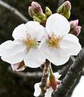 桜開花ラッシュ、間もなく