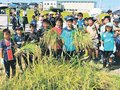 植えた稲実った　朝日で少年サッカークラブが刈り取り