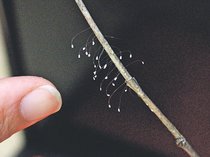 「優曇華の花」幸運願う　有礒正八幡宮