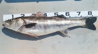 釣果はいけん<br />スズキ体長８４センチ　明石幸雄さん（７６）富山市豊田本町