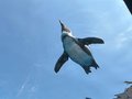 天空のペンギン🐧
