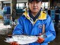 養殖サーモンの出荷開始　氷見・宇波浦漁業組合、新たな春の名物に