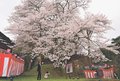 駒つなぎ桜、咲き誇る　氷見で１９日までライトアップ