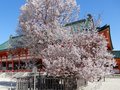 「富山の桜博士」が品種・歴史を解説　おすすめスポットもたっぷり