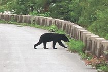 クマが来る〈上〉出没常態化<br />人恐れずに住宅地へ／専門家「対策 一つでも多く」