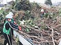 屋敷林守り継ごう　砺波で剪定枝無料回収、１０トントラック１５台分に