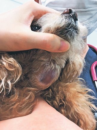 獣医のカルテ１０３<br />残暑の再チェック／高島獣医科富山東病院長（富山市水橋小出）今野浩明