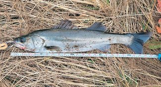 釣果はいけん<br />スズキ体長７３センチ　川崎良一さん（５３）氷見市下久津呂