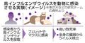 動物で高致死率、飛沫感染も