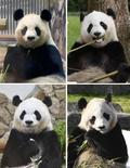和歌山パンダ４頭、きょう中国へ