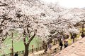 【桜・見ごろ】庄川峡