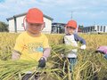 アフリカの子どもたちに米を送ろう　滑川・やなぎはら保育園児が稲刈り