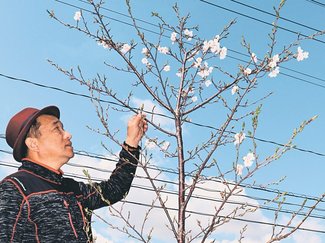 道の駅井波（南砺）に平和の嘉代子桜咲く　彫刻師の音琴さん（長崎出身）、被爆地の苗木育て３年