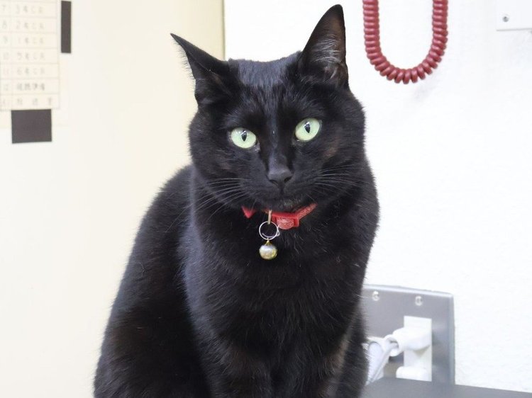 気になる、もふもふ【4】「阪本さん」と「はかせ」（立山町）｜北日本