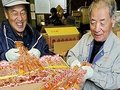 氷見特産の串柿、仕上がり上々　久目地区で６日から出荷
