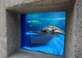 ウミガメ博物館再オープン、徳島