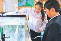 サケ３月放流、最後の可能性　舟橋小児童が遡上増加の願い込め飼育