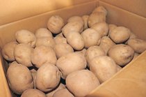 ＜旬を召し上がれ＞ジャガ芋<br />もっちり食感に
