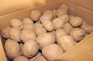 ＜旬を召し上がれ＞ジャガ芋<br />もっちり食感に