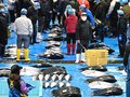 「寒ぶり宣言」年明け期待　氷見魚市場で止め市