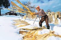 強く優美な和紙に　南砺でコウゾ雪さらし