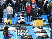「寒ぶり宣言」年内に出ず　氷見魚市場で止め市、関係者は年明けに期待