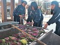 葉ボタン浮かべ華やか　高岡・射水神社、南砺福野高生が提供