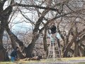 「春の四重奏」に向け住民が桜並木手入れ　朝日・舟川べり
