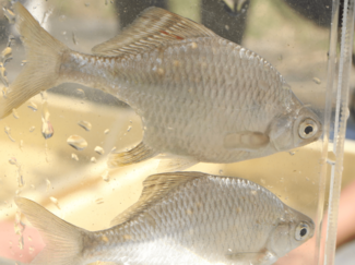 ３月４日の歴史<br />イタセンパラ 氷見で確認　１９９１年