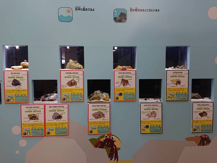 ヤドカリってこんなに種類が！？魚津水族館「ヤドカリ展」 コノコト