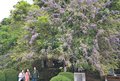 薄紫の花、かれん　氷見、礒部神社ヤマフジ見頃