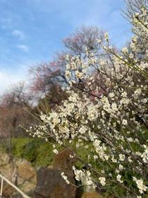 【Ｔｏｋｙｏ　とことこ散歩】ゆったり時が流れる寺町　池上、小さな裏通りも魅力