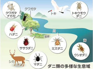 ＜ダニ博士の徒然草＞１　五箇公一<br />なぜダニを研究するのか？