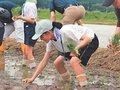 大阪の家族、泥んこ田植え　小矢部で元気村づくり塾、２９人が体験