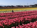 にゅうぜんフラワーロードのチューリップ🌷