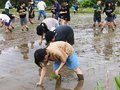 泥だらけで「富富富」植えたよ　富山・八尾小５年生が田植え体験