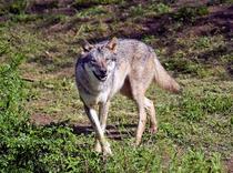 通常通り来月２日から開園